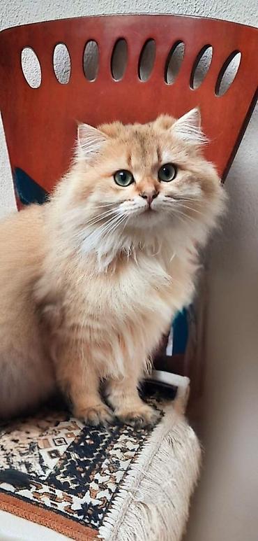 Кошки: Золотая шиншилла, Самец, Для вязки — 1