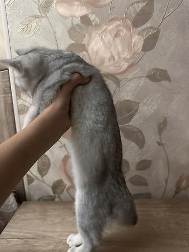 британский короткошерстный кот: Британский шиншилла (серебристая затушеванная) — котёнок с — 4