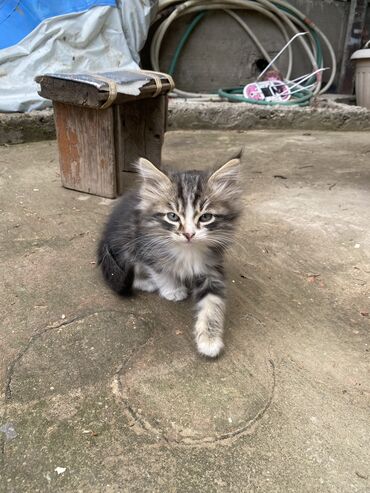 Отдам даром кошку: Отдам даром котят 🐱