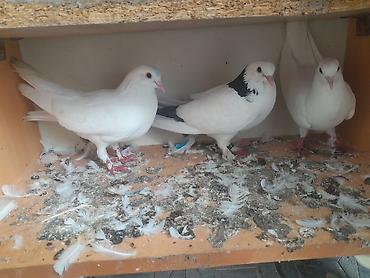 bulbul quşu satışı: Supet göyercinlerdir yerim yoxdur saxlaya bilmire tek tek baha almisam — 5