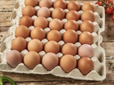 бройлер яйца: Жумуртка сатылат оптом Ысык кол Кочкор Бишкек аймактарына