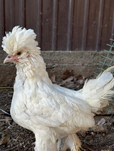 купить домашних курей: Продам пару Султанок