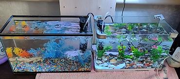 Рыбы: Продаются 2 аквариума с рыбками гуппи 🐠 В комплекте: ^ два ухоженных — 12