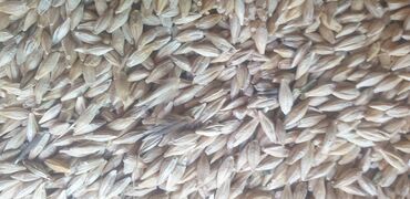 купить семена ячменя вакула: Семена и саженцы Самовывоз