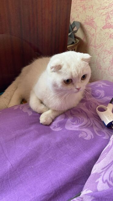 Pişiklər: Şotland, Dişi, Yaxşı əllərə, Pulsuz çatdırılma -da lalafo.az — 17 Pişiklər: Şotland, Dişi, Yaxşı əllərə, Pulsuz çatdırılma — 17