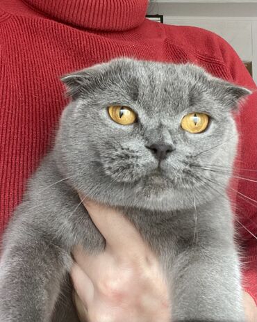 кошка с разными глазами: Скотиш Фолд (Шотландская вислоухая), 2 года, Девочка, Голубой, Приучена к лотку, Проглистована, С прививками