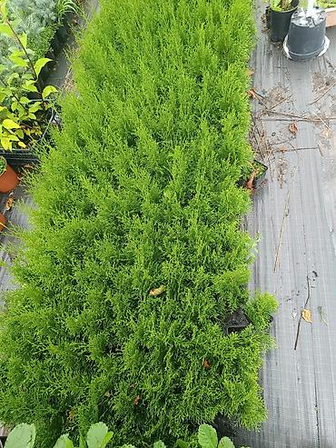 фикус тинеке: В продаже туя Смарагд 20-30 см 🌿 Здоровые, крепкие растения с — 5