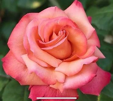 Роза: Чайно- гибридные розы для сада! 
Гарантия сорта!!!
 ул. Ташкентская, 9 — 6