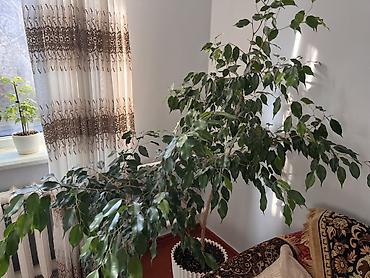 Фикустар: Фикус Бенджамина, крупное комнатное дерево. Большой горшок, свежий — 2