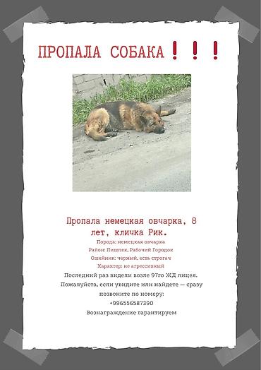Бюро находок: Пропала собака — немецкая овчарка, кличка Рик, 8 лет. - Порода — 3