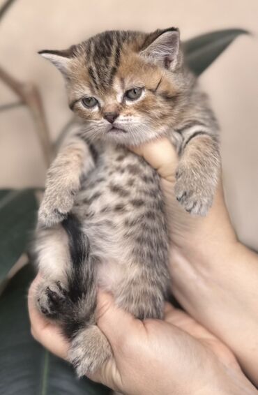 Pişiklər: Şotland — 9