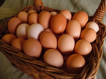 Молочные продукты и яйца: ДомашнееЯйцо, Куриное для употребление в пищу цена 10считайте