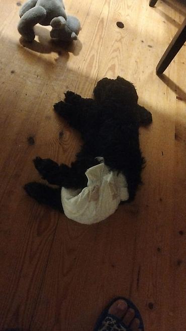 boxer it: 2 aylıq Pudle balas satılır. Bütün peyvəndləri burulub — 2