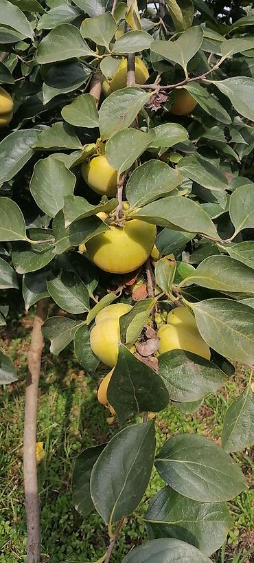 lenkeran ev: 11 sot, Tikinti, Mülkiyyətçi, Kupça (Çıxarış) — 10