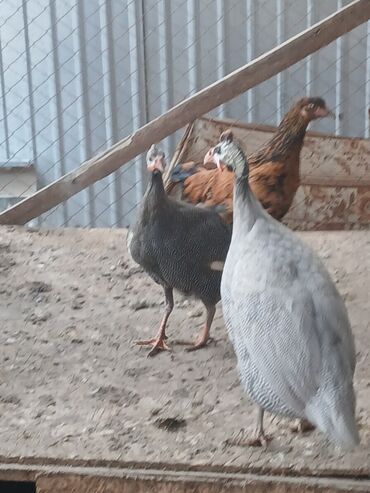 сколько стоит намордник для собак: Цесарки для домашнего хозяйства. - Птица мясо-яичного направления