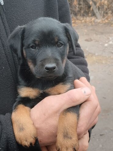 продажа щенков немецкой овчарки в бишкеке с документами: Продаю шикарных щенков Ягдтерьера
возраст. месяц и неделя at lalafo.kg продажа щенков немецкой овчарки в бишкеке с документами: Продаю шикарных щенков Ягдтерьера
возраст. месяц и неделя