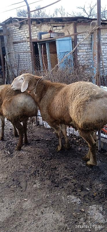 Баран, овца: Продаю | Овца (самка) | Арашан | Для разведения | Племенные — 4
