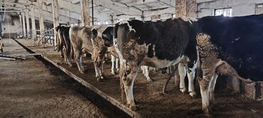 Коровы, быки: Продаю | Корова (самка) — 15