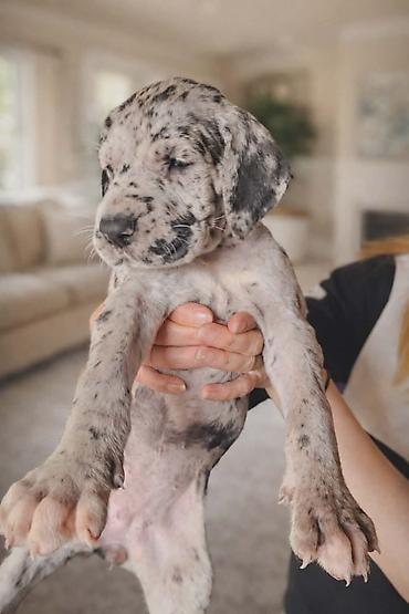 Psi: Dostupni stenci nemacke doge, rodjeni 09.03.2026. FCI registrovani — 10