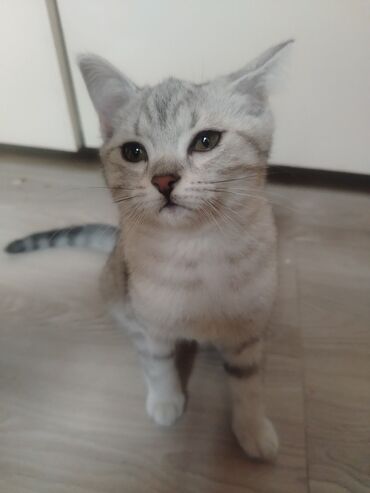 Pişiklər: Britan — 8