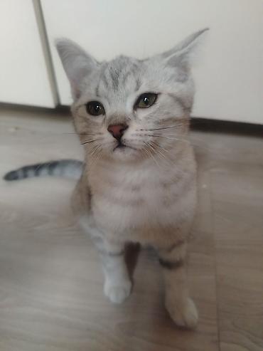 Pişiklər: Yaxşı əllərə — 9