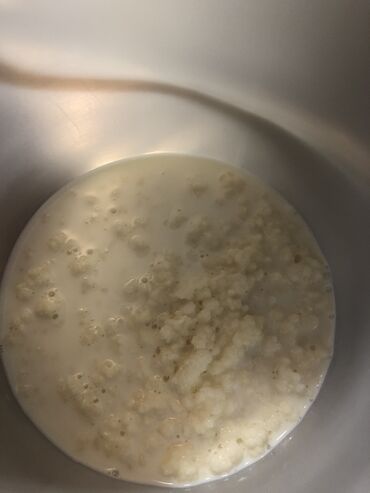 Mlečni proizvodi, jaja: Prodajem gljive za spravljanje tibetanskog kefira. Količina je — 16