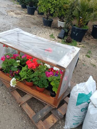 Torf: Gul cicek agaclar qazonlasrlma torf gubresi,perlit,torpaq,peyin — 10