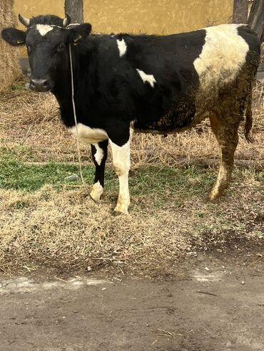Коровы, быки: Продаю | Бык (самец) | На откорм | Привязанные — 2