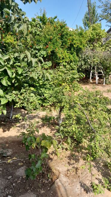 Uzunmüddətli kirayə evlər: 24 kv. m, 1 otaqlı, İnternet, Qaz, İşıq — 23