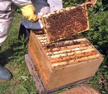 платформа пчелы: Продаю сильных, медоносных пчел, от заводчика! Семьи на 4 рамках