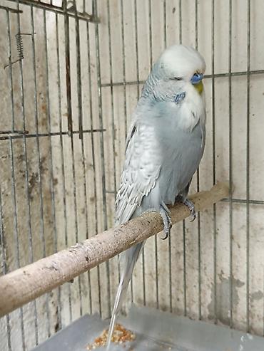 sarı quş: Jumbo balalar ve cute hazir iki erkek.Qiymet 100-150 arasi — 9