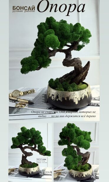 Декоративные цветы: Бонсай ручной работы из натурального стабилизированного мха от 1500 — 5