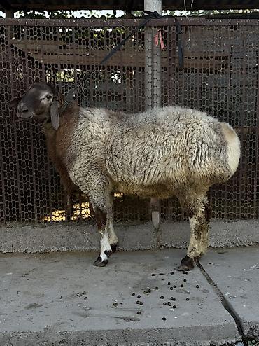 Баран, овца: Продаю | Баран (самец) at lalafo.kg — 12 Баран, овца: Продаю | Баран (самец) — 12