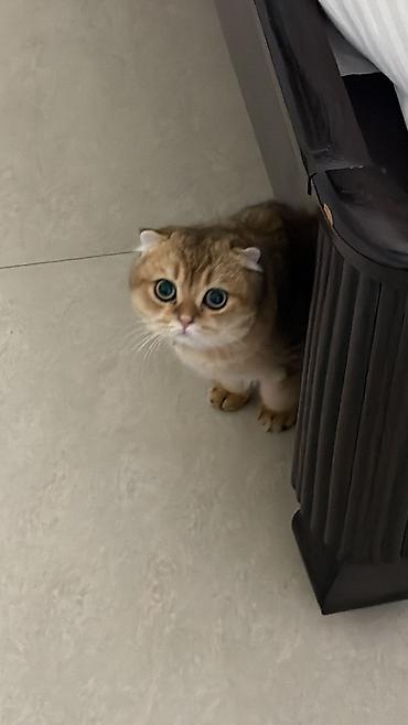 Мышыктар сатылат: 🐱 Продаются две шотландские кошки — Бишкек Ищем любящих и — 5
