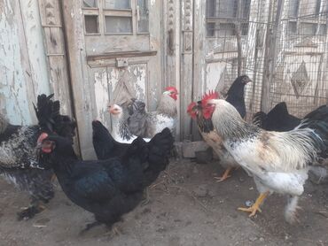 Xoruzlar: Ordekler 42 azn diri ceki 4kg 300gr. xoruz cekisi 2kg.600gr. - Cins — 7