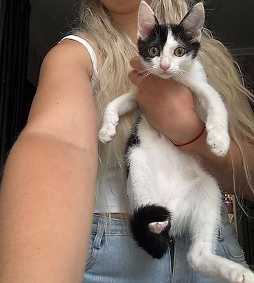 породистые котенки: Котята от породистой кошки в добрые руки — 1