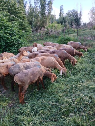 гиссарский баран цена в кыргызстане: Продаю | Овца (самка) | Гиссарская, Арашан, Полукровка | Для разведения | Матка