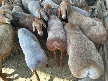 где продают собак: Сатам | Ургаачы кой (ургаачы) | Аргын, Арашан | Көбөйтүү үчүн | Ургаачы