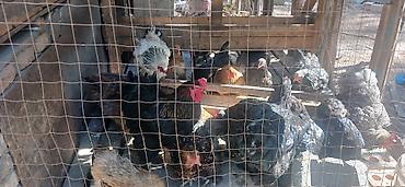 петухи брама: Продаю | Куры | Брама | Для разведения — 9