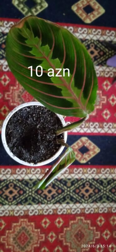 xlorofitum bitkisi: Salam, sağlam maranta və epipeprinum qülləri
