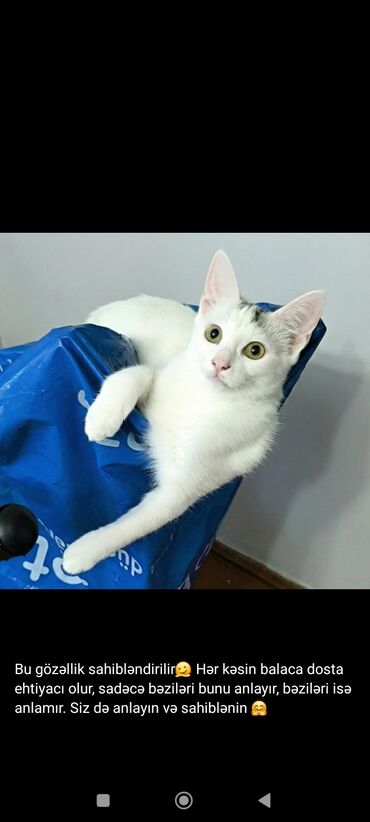 Pişiklər: Türk anqora, Dişi, Yaxşı əllərə, Ünvandan götürmə — 8