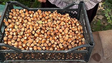 Фрукты и ягоды: Саженцы всех видов — питомник плодово-ягодных культур. Большой — 9