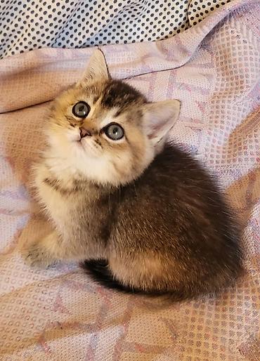 Pişiklər: Britan — 12