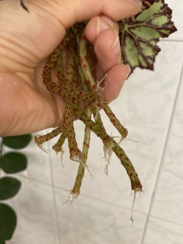 Otaq bitkiləri: Bu begoniya bitkisi yaşıl və tünd yaşıl ləkələrlə bəzədilmiş geniş — 7