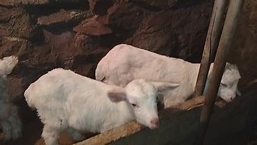 Козы, козлы: Продаю | Козлёнок | Для разведения — 31