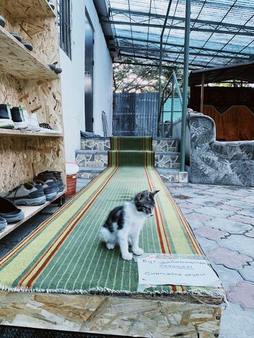 Отели и хостелы: Хостел берилет. Трудовая 24. Баардык шарты менен: кровать, төшөк — 14