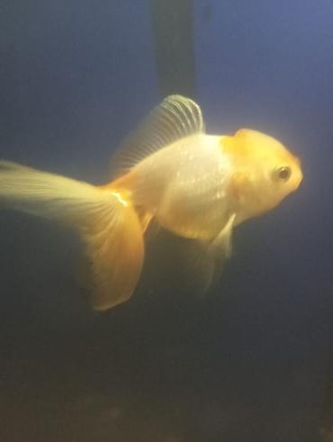 Balıqlar: Salam hazir bala veren iri olculu,papaqli arandalar satilir. Olcusu 15 — 7