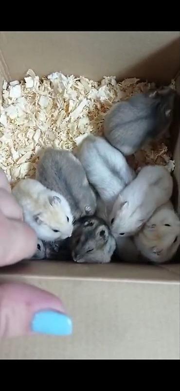 пес: Продаются ручные хомячки джунгарские и сирийские. Разные расцветки У — 2