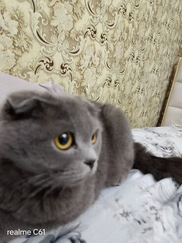 şotland pişiyi etibarlı əllərə verilir: Şotland, Erkək, Yaxşı əllərə, Ünvandan götürmə