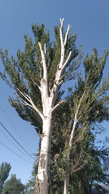 Спил деревьев, заготовка дров: УСЛУГИ АРБОРИСТА. ВАЛЮ ДЕРЕВЬЯ ЛЮБОЙ СЛОЖНОСТИ СТРИЖКА ТОПОЛЕЙ ОБР.ПО — 10